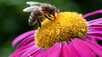 Erste Hilfe bei Insektenstichen