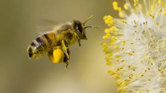 Insektenstiche: Wie man ihnen vorbeugt 