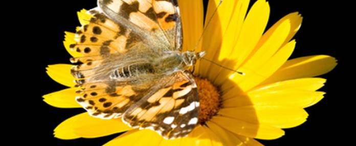 Hautpflege: Äußere und innere Anwendung der Ringelblume