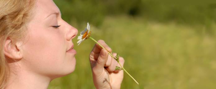 Adhatoda vasica: Ayurvedische Heilpflanze gegen Heuschnupfen