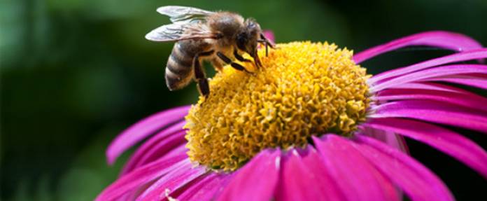 Erste Hilfe bei Insektenstichen