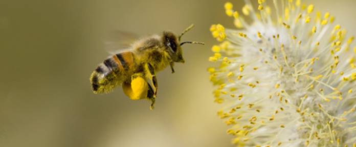 Insektenstiche: Wie man ihnen vorbeugt und sie richtig behandelt